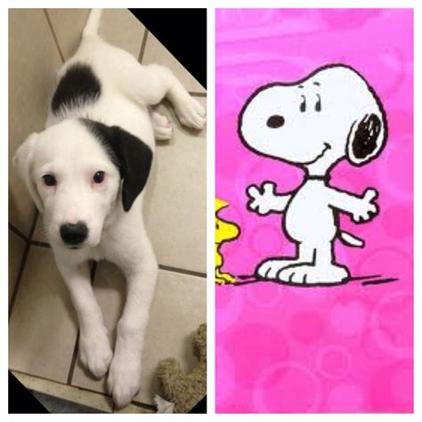 Meet Snoopy The Dog’s Real Life Look